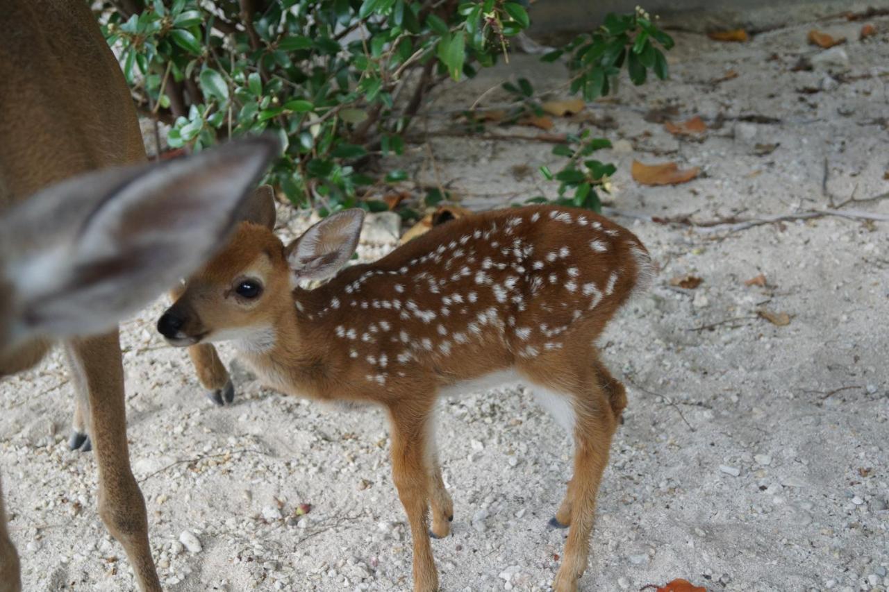 Deer Run On The Atlantic Bed & Breakfast Big Pine Key Exterior photo